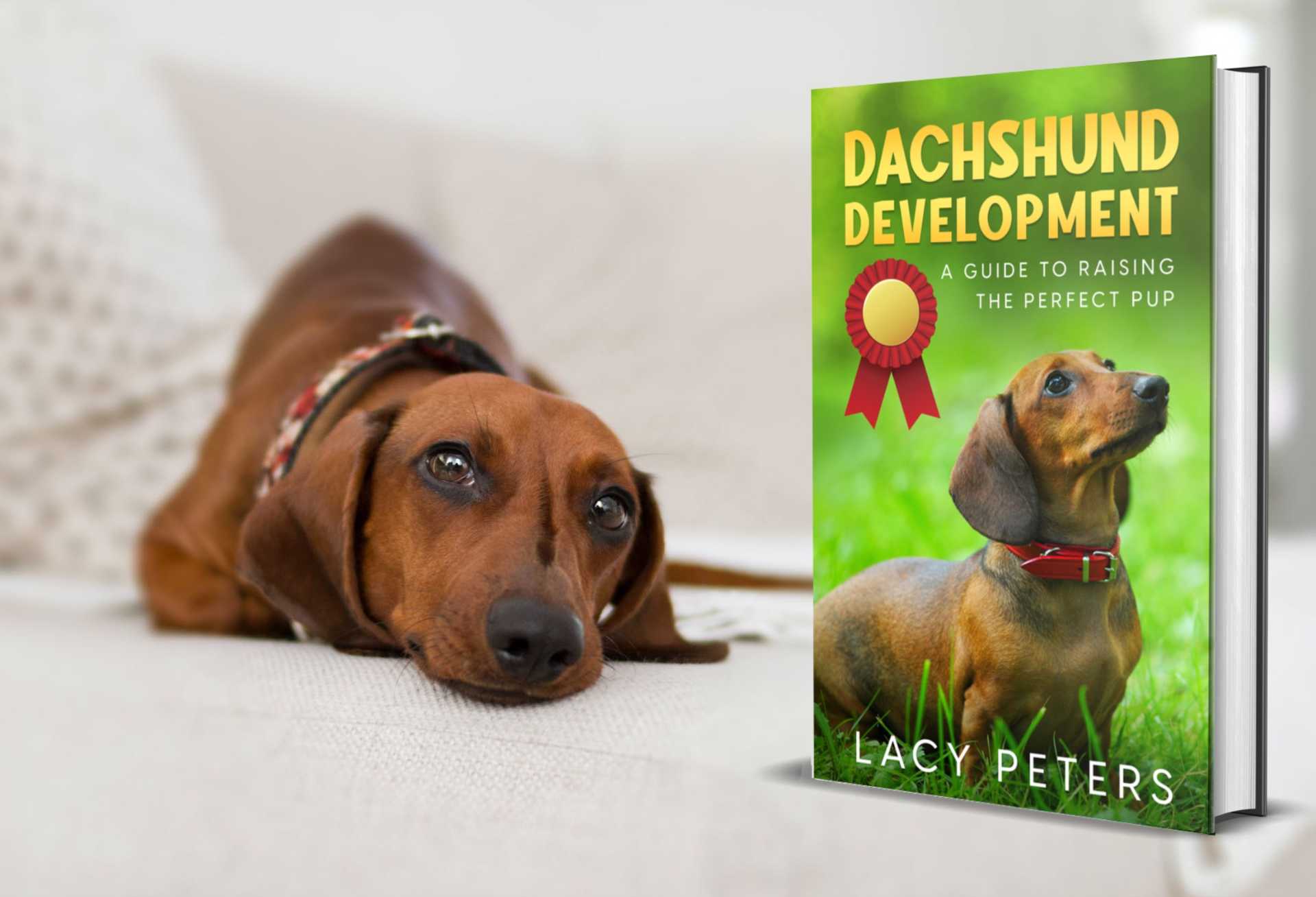 Dachshund Development